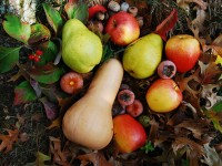 Как правильно хранить осенние фрукты