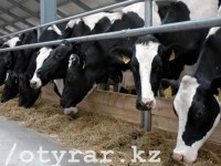 Как стать фермером в Казахстане?