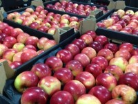 На рынке «Казыбек би» в Шымкенте выявили подкарантинные яблоки