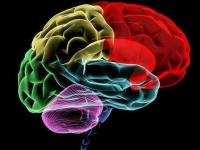 Что происходит с мозгом во время оргазма