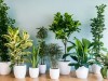 Опасные, ядовитые комнатные растения
