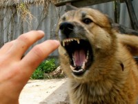 Что делать, если укусила собака