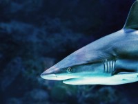 Чтобы сохранить здоровье, будьте как акула