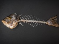 Что нельзя делать, если в горле застряла рыбная кость