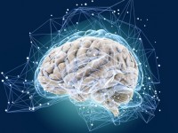 Чем различается мужской и женский мозг и на что это влияет