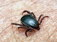 Чем страшен клещевой энцефалит и как от него уберечься