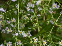 Причина весенней аллергии и как с ней бороться