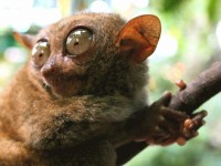 Как телефоны портят нам сон