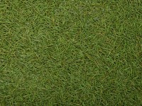 РЕЦЕПТЫ: Хвойный чай от простуды