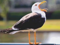 Как я стал жаворонком и зачем это нужно и вам