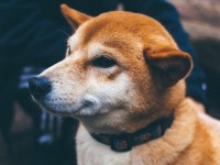 Как стать более продуктивным? Заведите собаку!