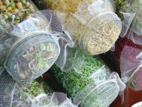 Как вырастить соевые ростки в домашних условиях