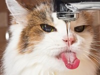 Сколько нужно пить и как делать это правильно